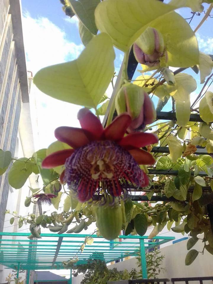 Riad Passiflora Fez Kamer foto